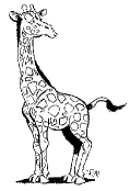 giraffe